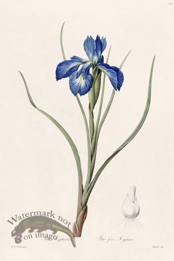 Les Liliacees Redoute 212